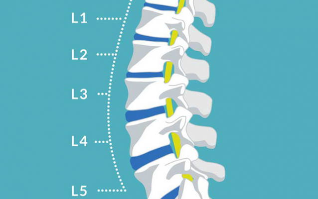 Các đốt sống từ L1 đến L5 là những đốt dễ bị thoái hóa nhất